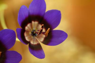 Geissorhiza monanthos, Iridaceae