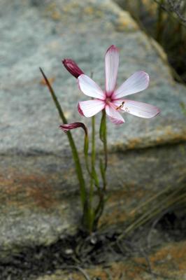 v3/26/576926/3/50507189.Geissorhiza_schinzii1.jpg