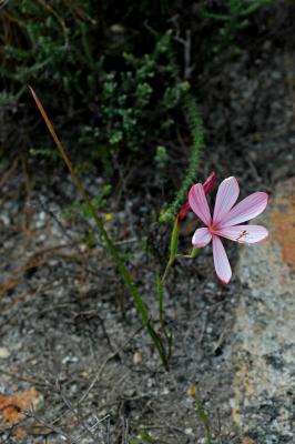 v3/26/576926/3/50507190.Geissorhiza_schinzii2.jpg