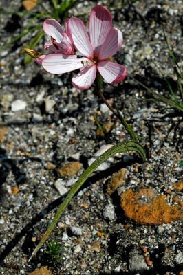 v3/26/576926/3/50507191.Geissorhiza_schinzii3.jpg