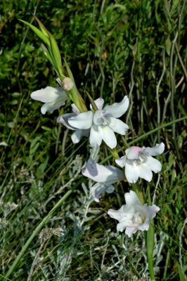 Gladiolus carneus (pale), Iridaceae