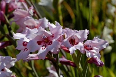 Gladiolus carneus (pink), Iridaceae