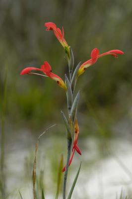 Gladiolus cunonius, Iridaceae