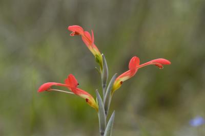 Gladiolus cunonius, Iridaceae