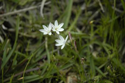 Hesperantha falcata, Iridaceae