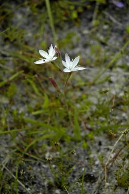 Hesperantha falcata, Iridaceae