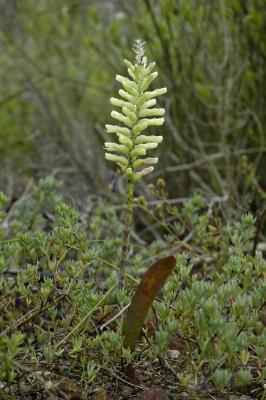 Lachenalia capensis, Hyacinthaceae