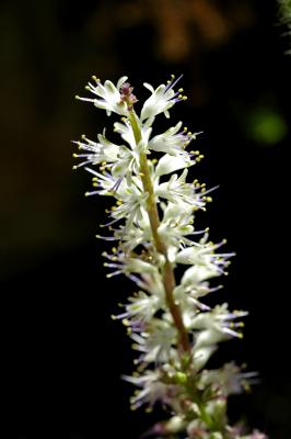Lachenalia comptoni, Hyacinthaceae
