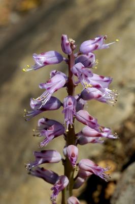 Lachenalia pustulata, Hyacinthaceae