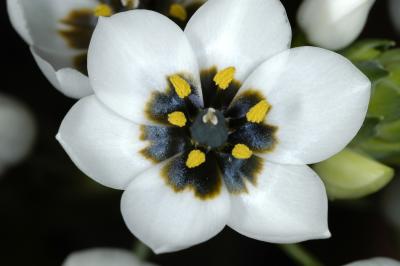 Ornithogalum dubium (white), Hyacinthaceae