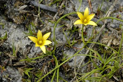 Romulea flava, Iridaceae