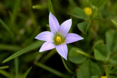 Romulea rosea, Iridaceae