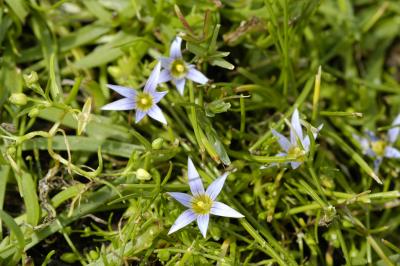 Romulea minutiflora, Iridaceae