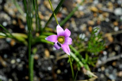 Romulea rosea (Houw Hoek), Iridaceae