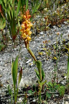 Satyrium coriifolium, Orchidaceae