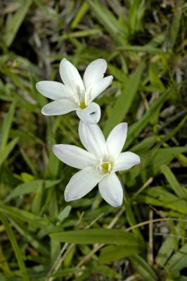 Sparaxis bulbifera, Iridaceae
