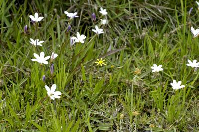 Sparaxis bulbifera, Iridaceae