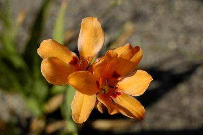 Tritonia deusta, Iridaceae