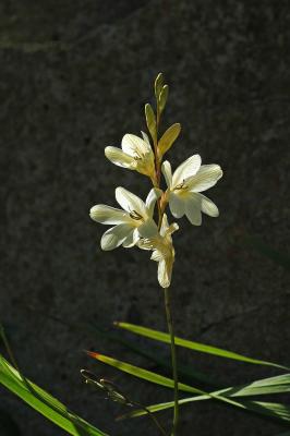 Tritonia lineata, Iridaceae