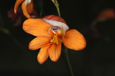 Tritonia watermeyeri, Iridaceae