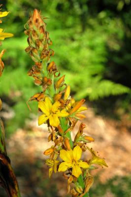 Wachendorfia thyrsiflora, Haemodoraceae