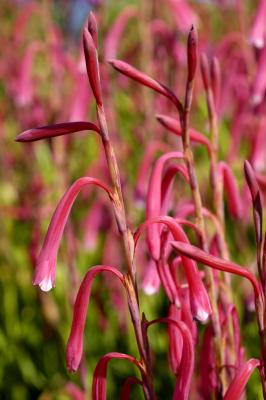 Watsonia aletroides, Iridaceae
