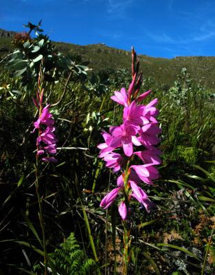 Watsonia borbonica, Iridaceae
