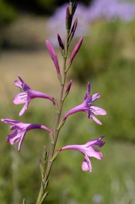 Watsonia borbonica, Iridaceae