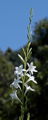 Watsonia borbonica subsp ardernei (white), Iridaceae