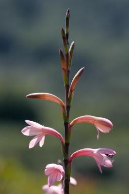Watsonia meriana, Iridaceae