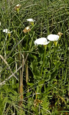 Zantedeschia aethiopica, Araceae