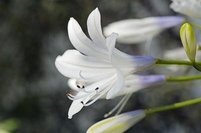 Agapanthus praecox (halftoned natural colour sport), Agapanthaceae