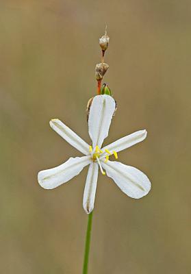 Anthericum fasciculatum, Anthericaceae