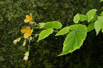 Begonia sutherlandi, Begoniaceae