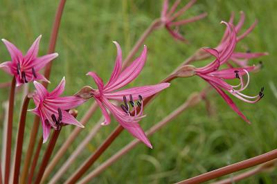 Brunsvigia radulosa, Amaryllidaceae