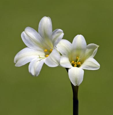 Cyrtanthus loddigesianus, Amaryllidaceae