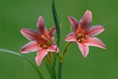 South African Geophytes (Bulbs) - Guide for Identification