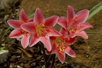 Cyrtanthus sanguineus X loddigesianus, Amaryllidaceae