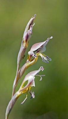 Gladiolus permeabilis subsp edulis, Iridaceae