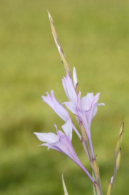 Gladiolus scabridus, Iridaceae