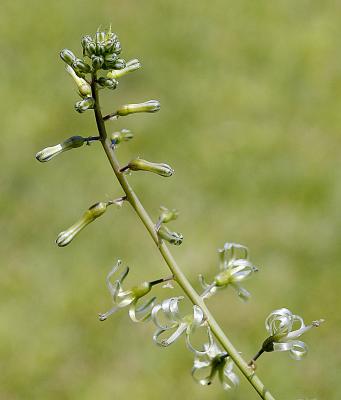 Drimia sp., Hyacinthaceae