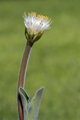 Haemanthus humilis var hirsutus, Amaryllidaceae