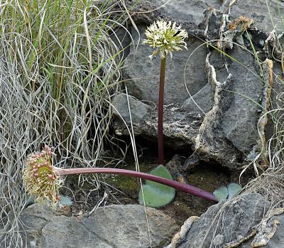 Haemanthus humilis var hirsutus (Skurweberg form), Amaryllidaceae