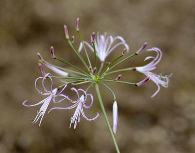 Nerine gaberonensis, Amaryllidaceae