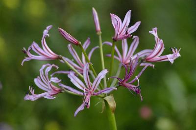 Nerine krigei, Amaryllidaceae