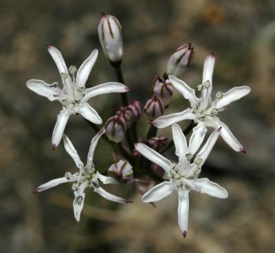 Nerine rehmanni, Amaryllidaceae