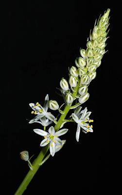 Ornithogalum longibracteatum, Hyacinthaceae
