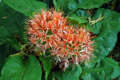 Scadoxus multiflorus subsp katherinae, Amaryllidaceae