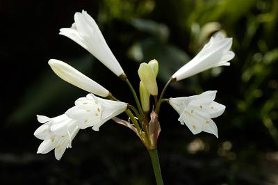Strumaria barberae, Amaryllidaceae