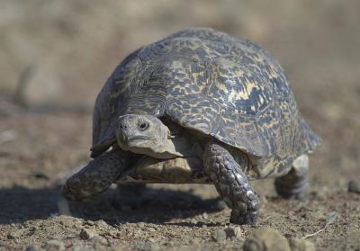 Leopard tortoise (Geochelone pardalis)